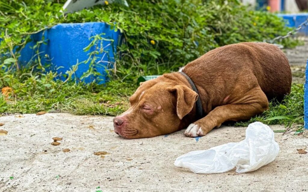 O pitbull Thor estava na Praça do Suruí desde domingo. Foto: Divulgação